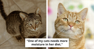 Cat Parents Swear These Odd Little Tricks Actually Work