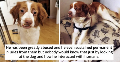 Dog Continued To Eagerly Seek Love And Affection From Humans Even After Being Permanently Injured By Humans In The Past