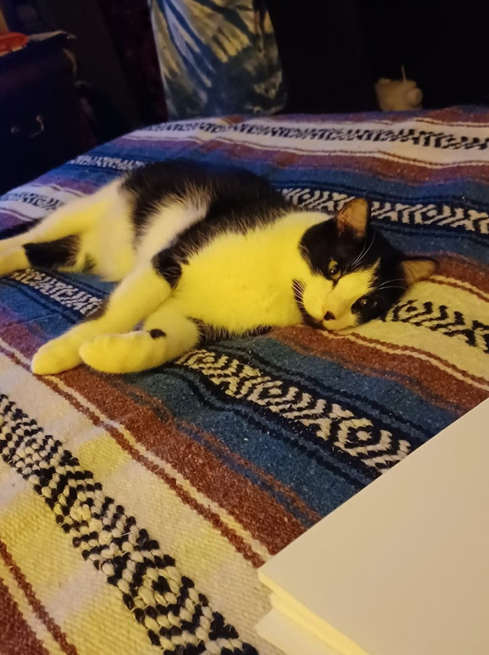 5. "Our rescue baby Yumi sleeps with his eyes open. Kinda creepy, LOL. Hubby says he looks like roadkill."