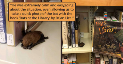A Sleepy Little Animal Is Spotted Curling Up With The Books, And It Is The Sweetest Thing You Will See All Week
