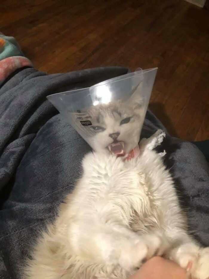 7. Yell of disapproval