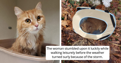 Woman Found An Abandoned Cat Stuck In A Carrier In A Ditch Before A Snowstorm