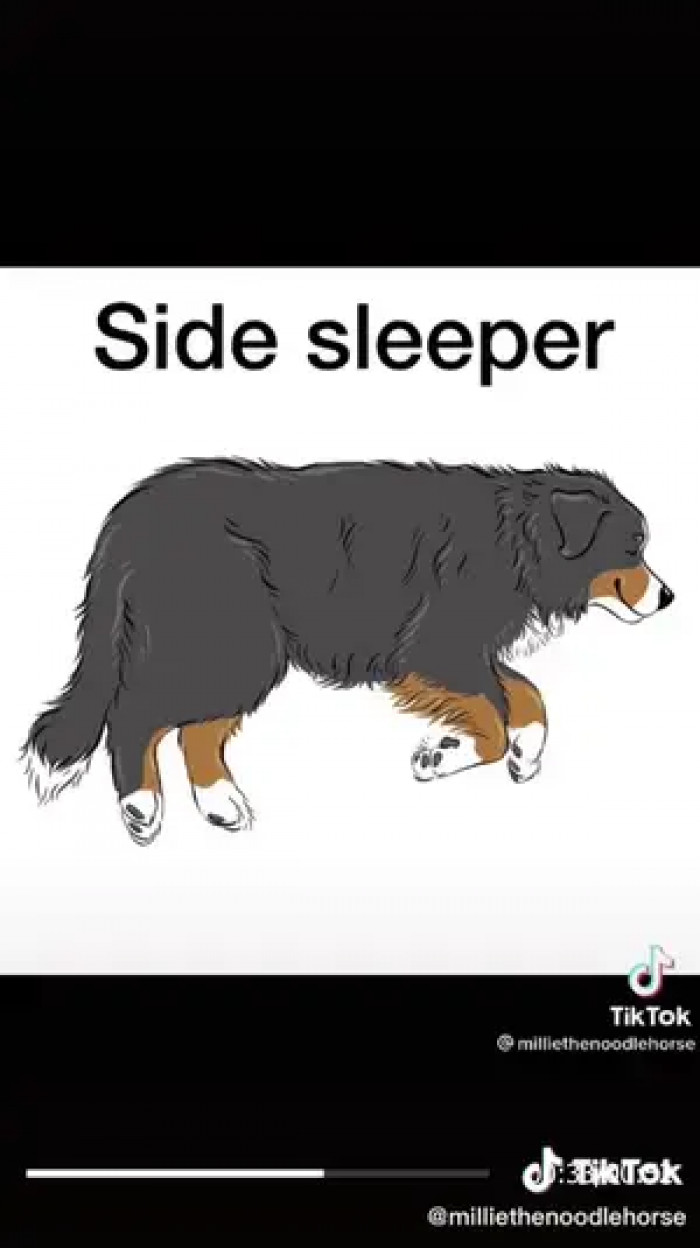 This position is one of their most relaxed.