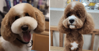 12 Stunning Doggos Know Their Best Angles and Pose for Their Post-Grooming Photo