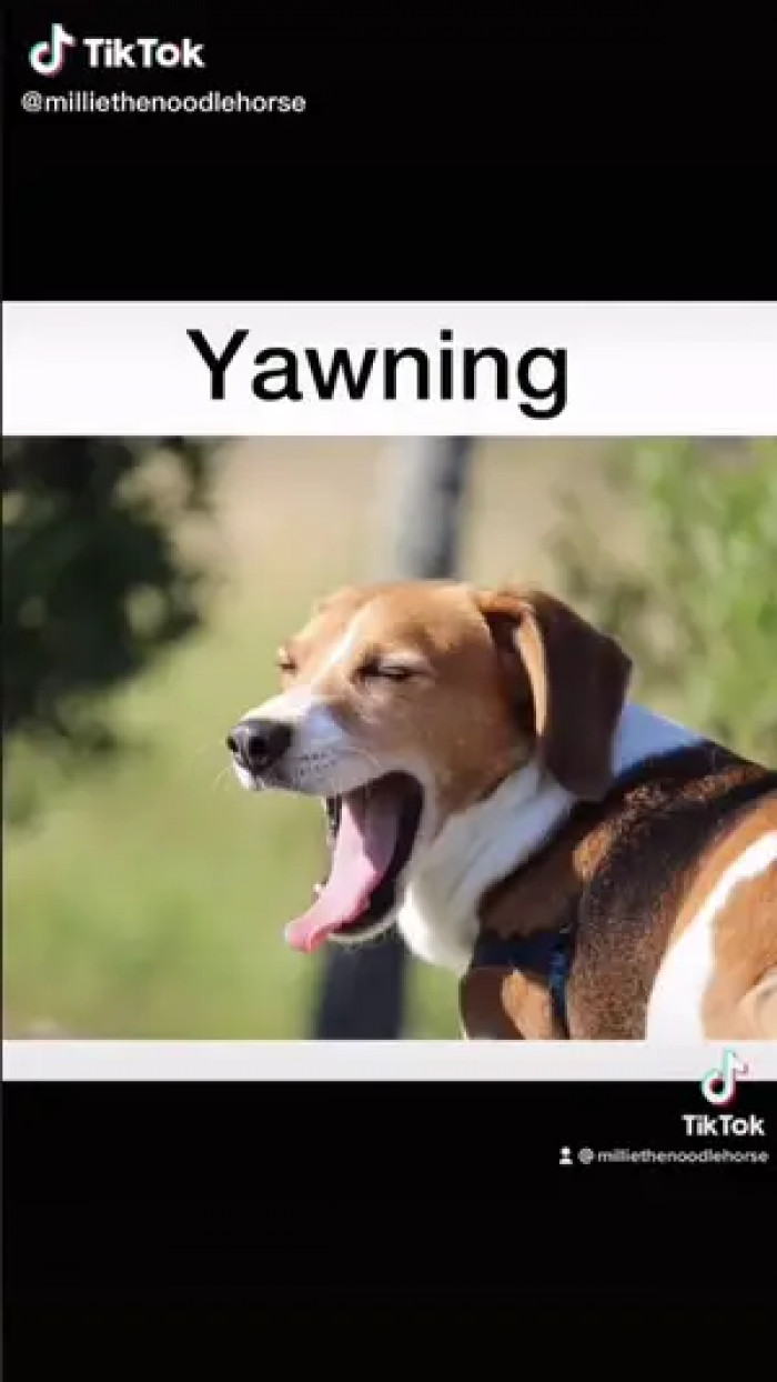 No, your dog is not sleepy;