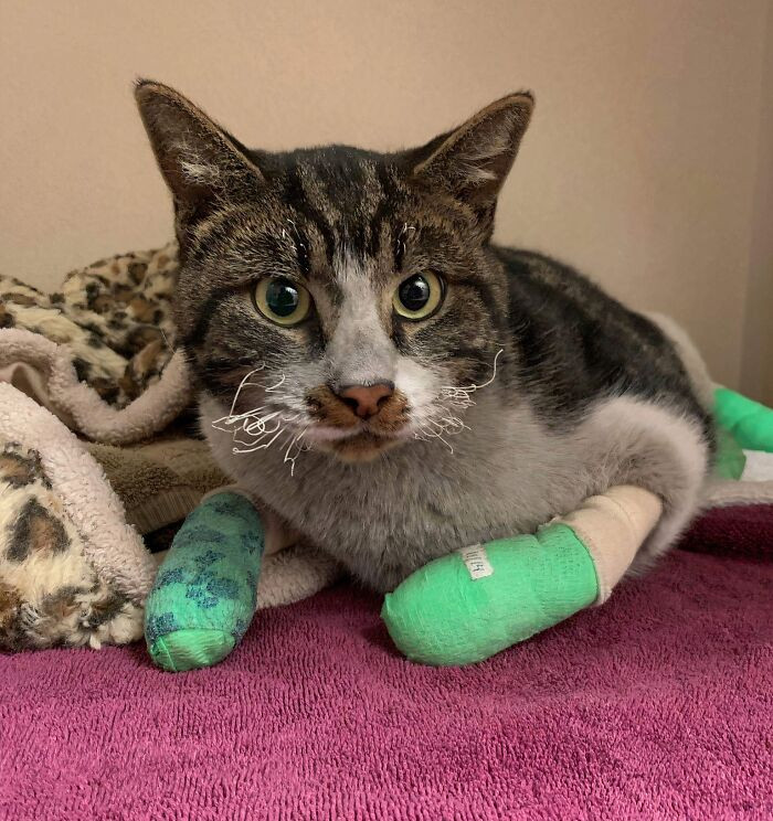 "A Cat Rescued From The Camp Fire In California"
