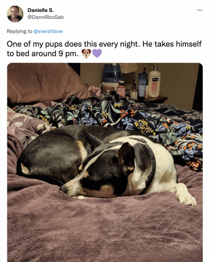 12. This dog is one of those that believes in keeping to his sleep schedule every day