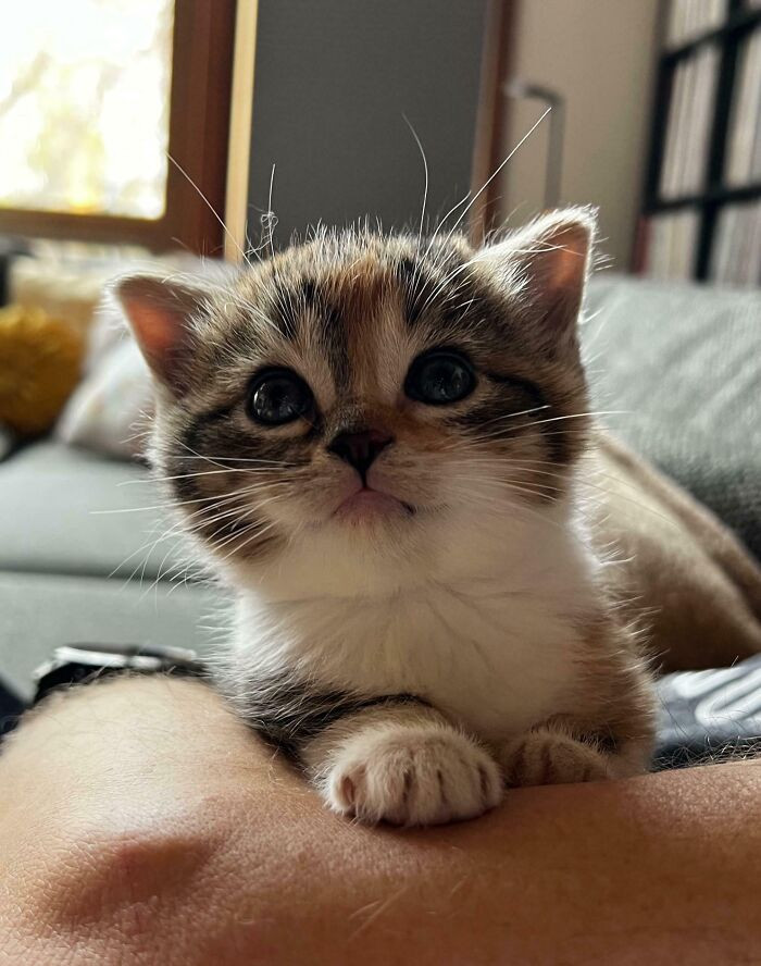 4. Miss Stripey Has Been Taken Into Custody