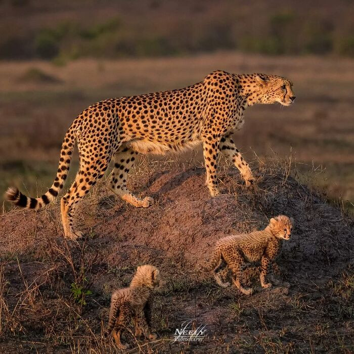 "Mother and her babies are looking for a safe place to hide for the night."