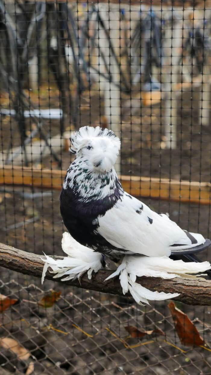 14. The English Trumpeter Pigeon breed