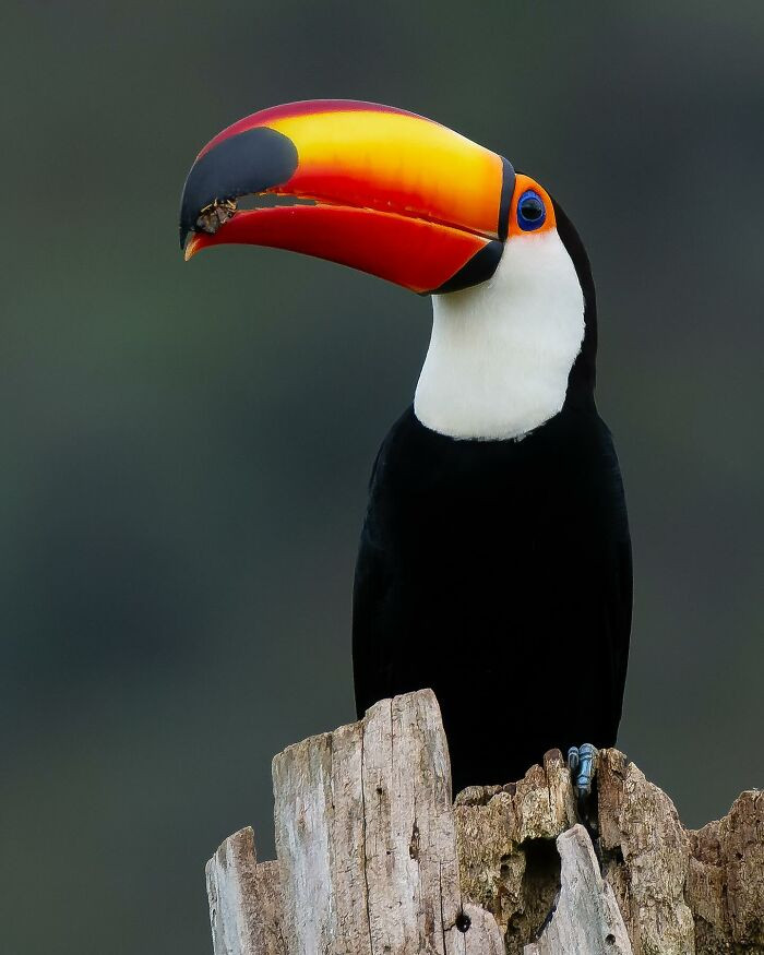 Toco Toucan