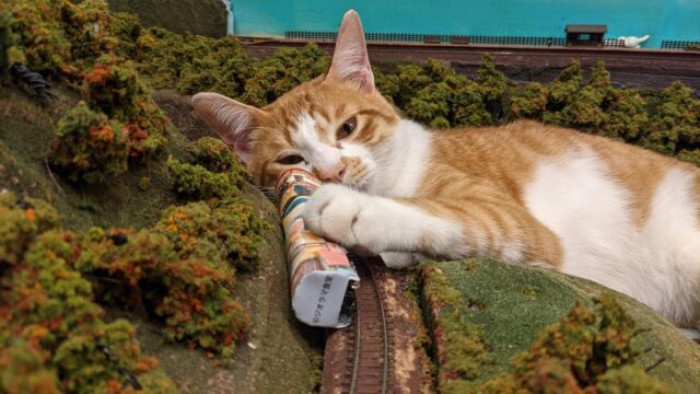 Guests can go upstairs and visit the felines