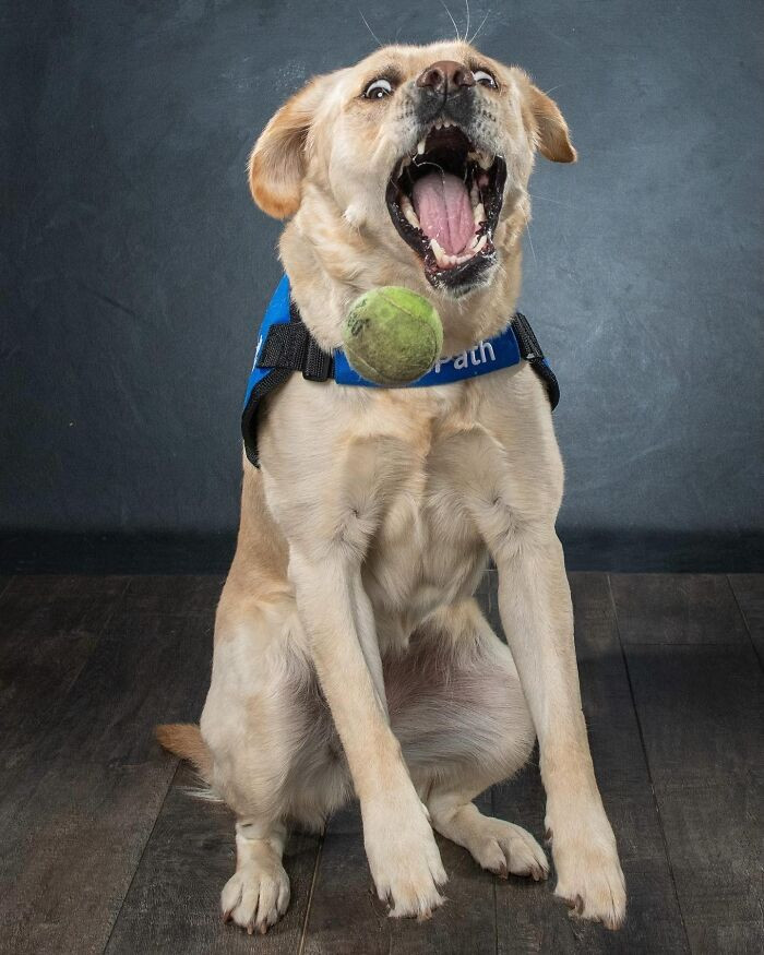 "This Is From My Son’s Service Dog Reba’s Graduation Photo Shoot. She Really Likes That Ball"