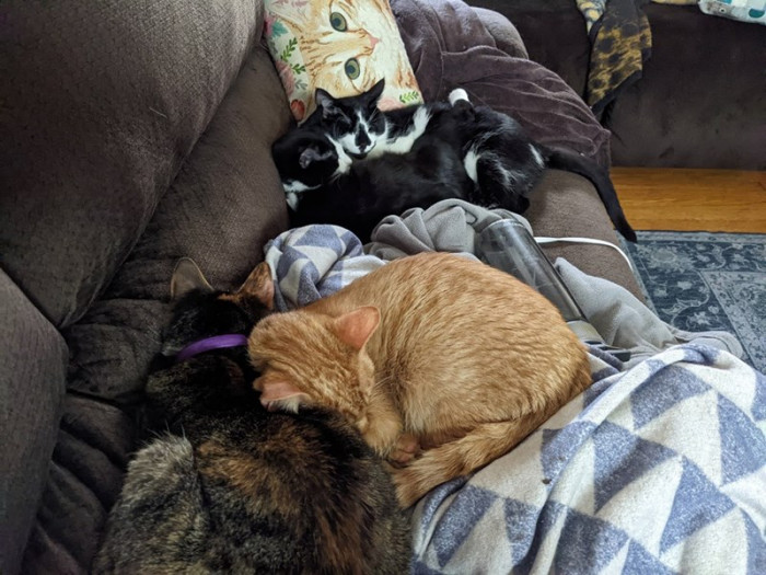 Check out all these cats