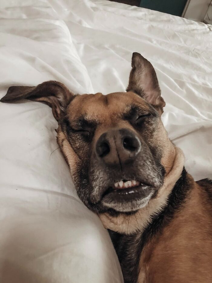 "One Of My Photos Of My Guy Bear. So Deep In Sleep He Temporarily Melted On The Bed"