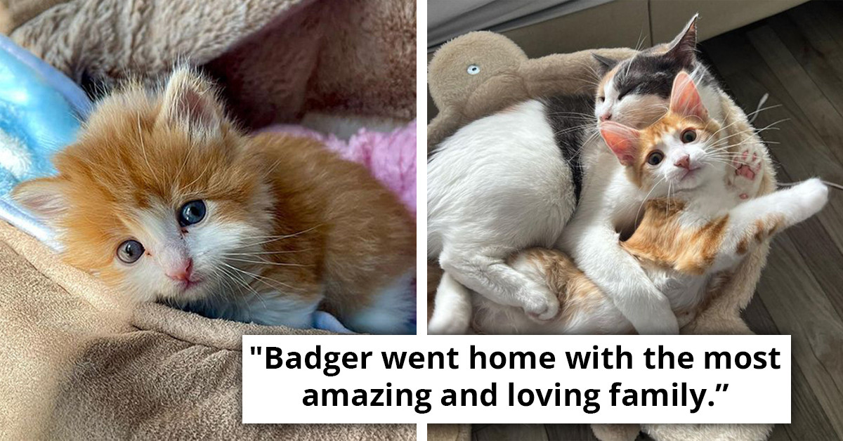 Abandoned Kitten That Looks Like Ed Sheeran Found In LA After A Heavy Downpour