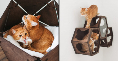 Pet Parents Will Love Modular Cat Furniture That Doubles As Chic Wall Art
