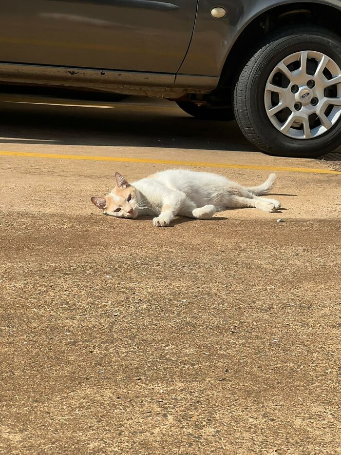 Three stray cats who spent years calling a condominium’s garden and lounge their home.