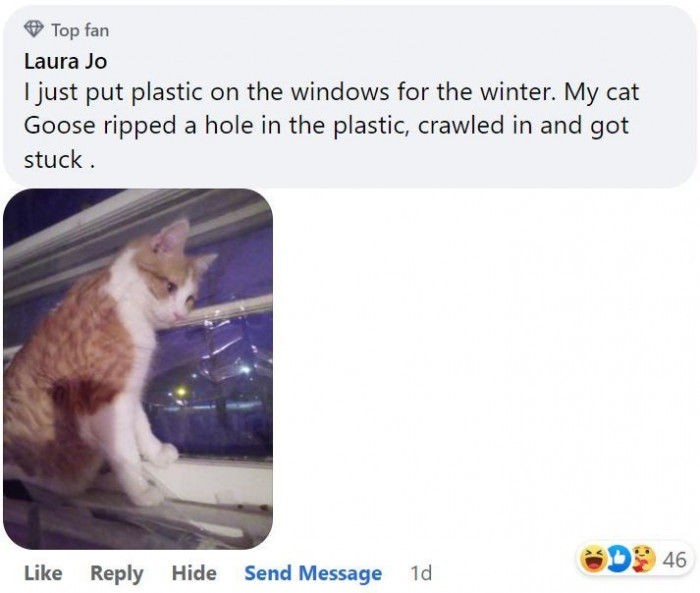 5. Curiosity doesn’t kill cats; it gets them stuck