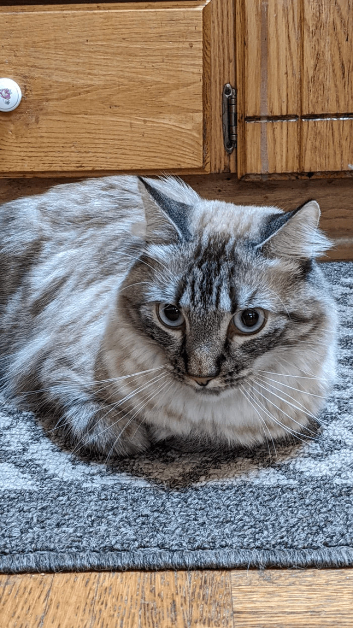 9. "Hi, I'm Fred. I am a cat who hides his face when people enter the room and shake when people come near me and pick me up. Please give me tips on how to be less stressed and scared."