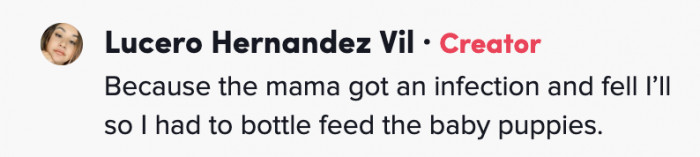 Apparently, the Yorkie momma got an infection, and Lucero had to divert all of her attention to caring for her four Yorkie pups.