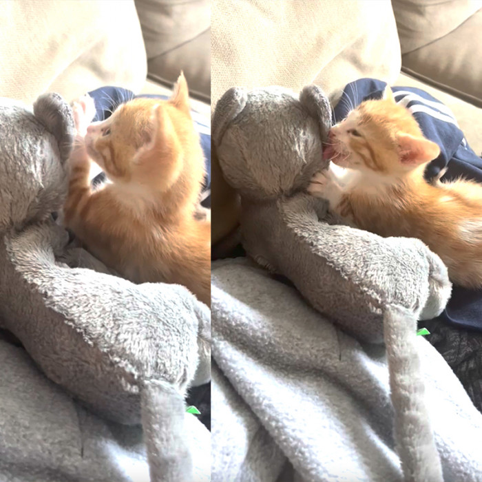 “I lost it when he started grooming it,” Julia said in a comment.