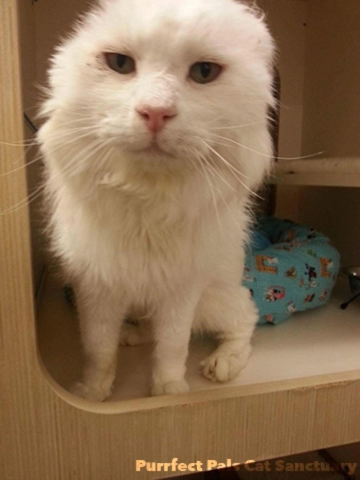 Pika Has Finally Found His Happy Place