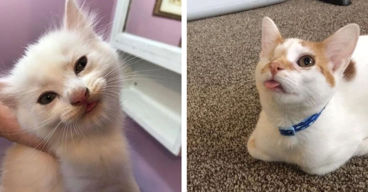 50 Cats’ "Blep" Moments That Made The Internet Laugh