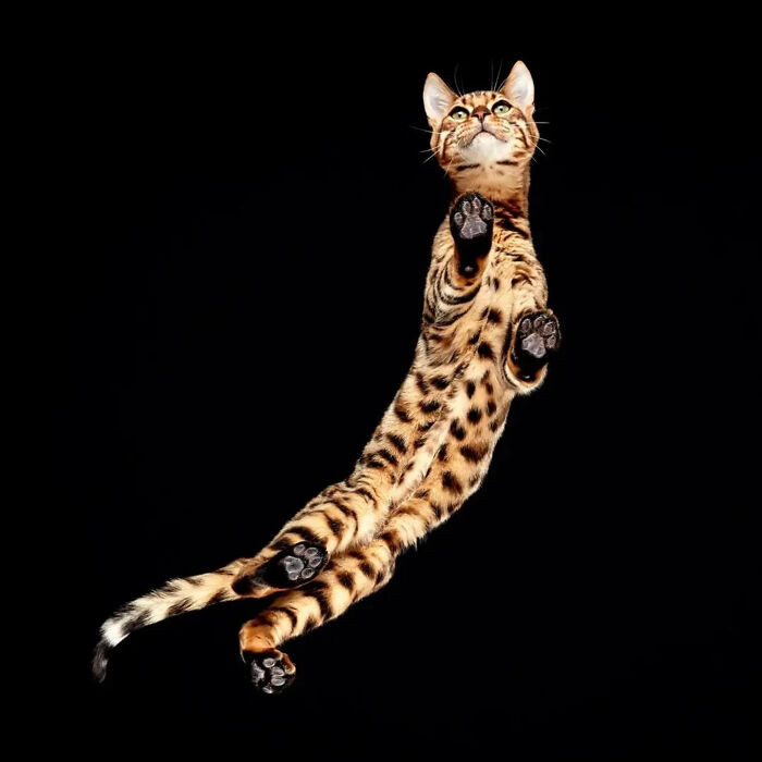 40. “This cat didn’t jump — it launched into legend.”