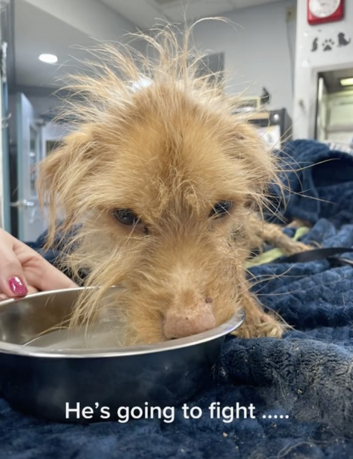 But the doctor knows the dog has a fighting chance