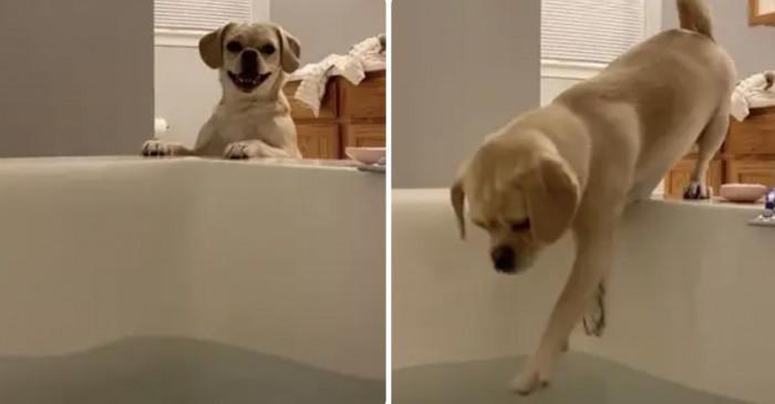 3. A puggle won't allow solo baths.