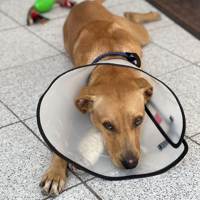 The bride wanted to adopt him immediately, but since they weren’t sure where he came from, they couldn’t do it right away