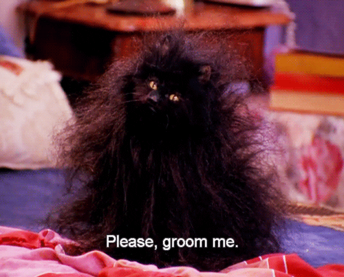 Long hair cats sometimes need a trim