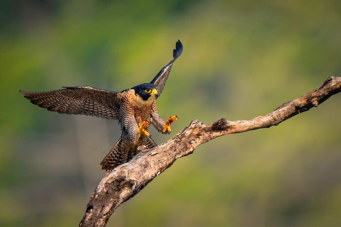 “Shaheen Falcon”