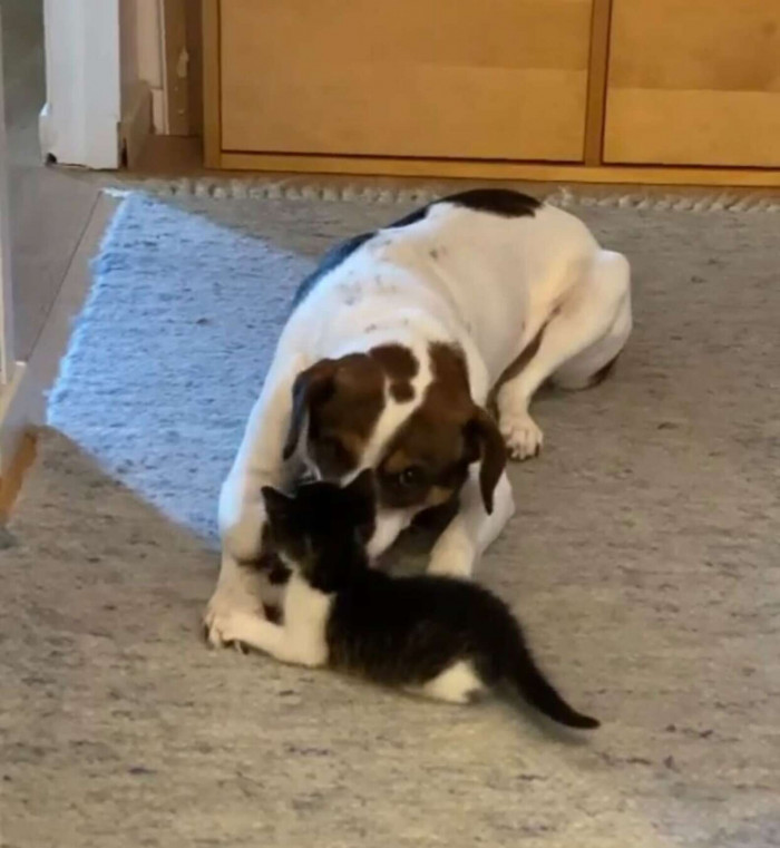 Martin immediately fell in love and took the kitten under his wing.