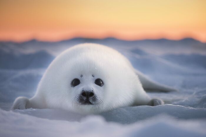 Finalist Conservation (Hope) Photographer Of The Year 2022 - Ellen Cuylaerts