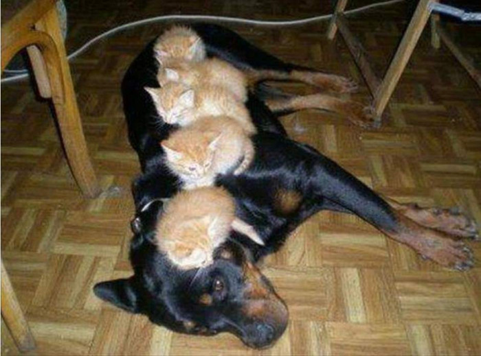 54. My name is Ned, now I'm a bed, and if I ruffs, I scare the fluffs, I cannot move, I just play dead, my name is Ned, and I'm a bed.