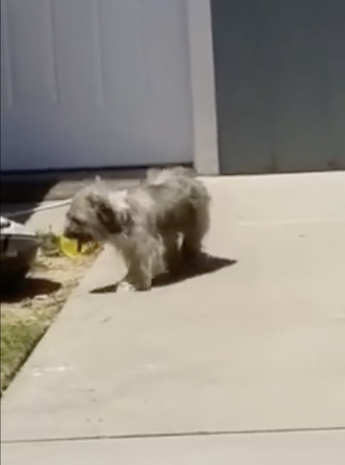 He began pacing the property, keeping an eye out for his humans to no avail