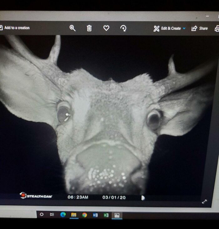 6. My Dad Got This Picture On His Trail Camera
