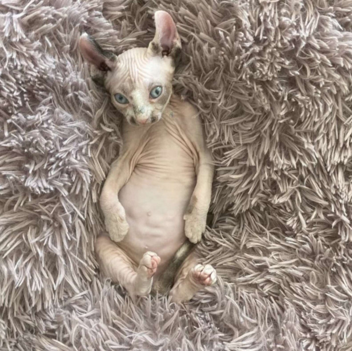 “She also loves her furry, round bed, which is super soft on her skin,” her foster mom says