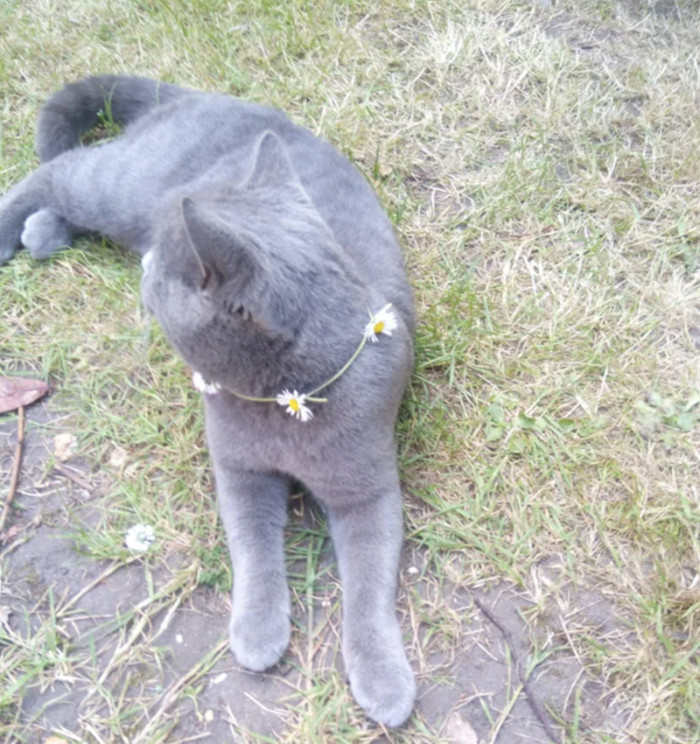 4. "Here is a clearer version of 'not my cat visited my garden; I made him a daisy chain necklace!'"