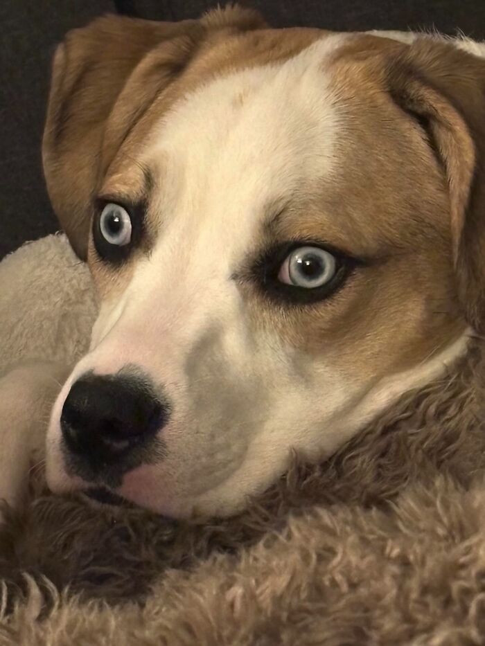 "He’s Really A Gorgeous Boy But Those Eyes Make For A Lot Of Unhinged Pictures 🤣"