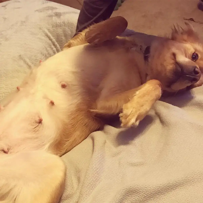 Katie and John Black Truly Have Hearts for Dogs in Need