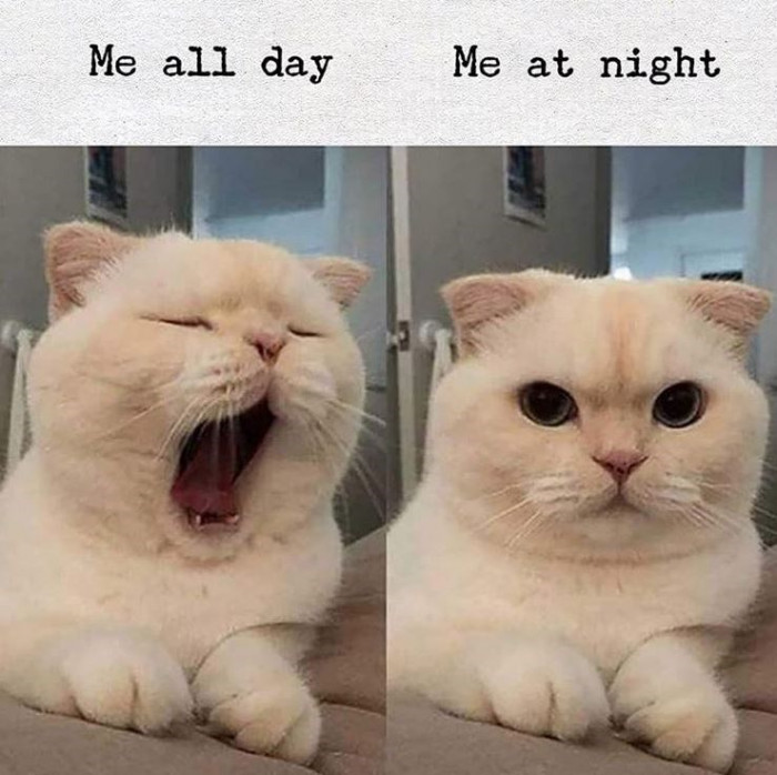 26. Where are my fellow night owls?