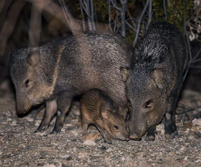"Sometimes the wildlife comes to visit us at home... they were very skittish... collared peccary."