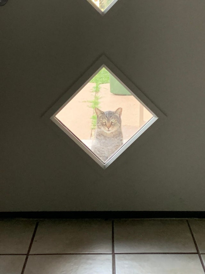 "Not my cat, Striper. He’s a peeping Tom! He’ll sit like this for hours and watch us. I’ve tried to make him my baby so many times, but he’s too feral, unfortunately."