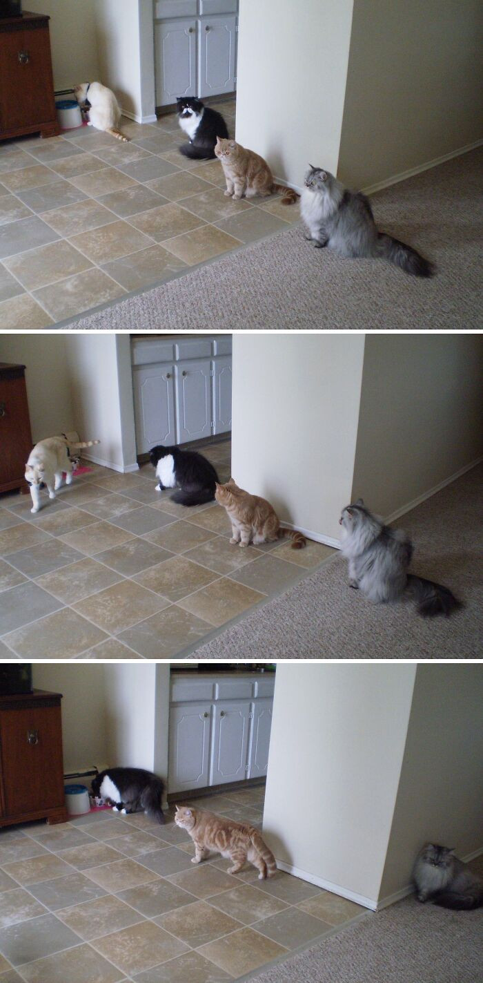 "My Cats Queue Politely Behind Each Other For Their Turn At The Food Dish"