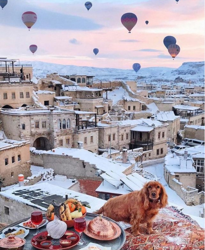 8. This dog is enjoying a nice breakfast with a splendid view
