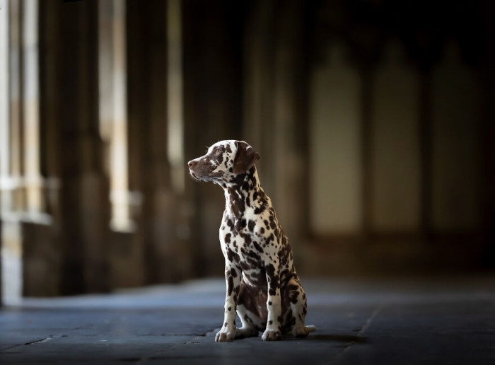 2. Hall warden