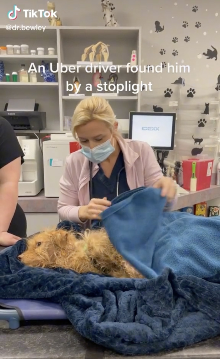 The rescue dog's journey was documented on Dr. Bewley's TikTok